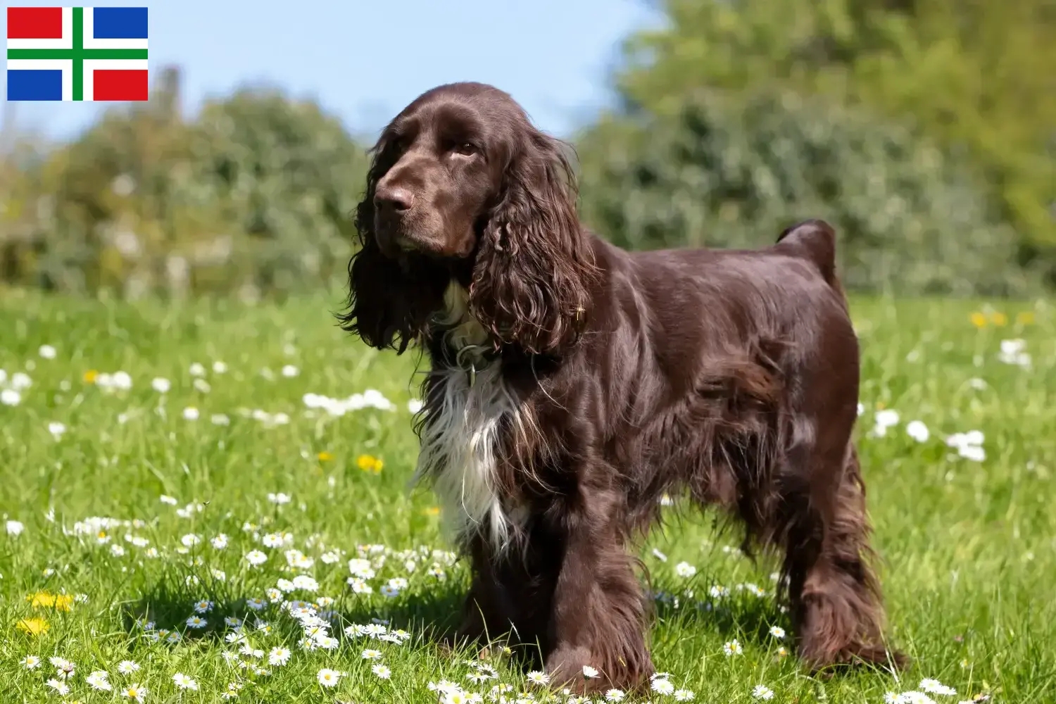 Field Spaniel pups en fokkers Groningen Vind hier Field Spaniels fokkers in Groningen.