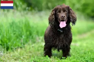 Lees meer over het artikel Field Spaniel fokkers en pups in Nederland