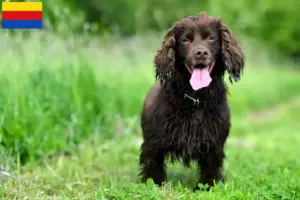 Lees meer over het artikel Field Spaniel fokkers en pups in Noord-Holland