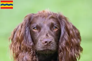 Lees meer over het artikel Veldspaniël fokkers en pups in Overijssel