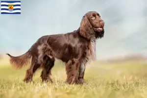 Lees meer over het artikel Veldspaniël fokkers en pups in Zeeland