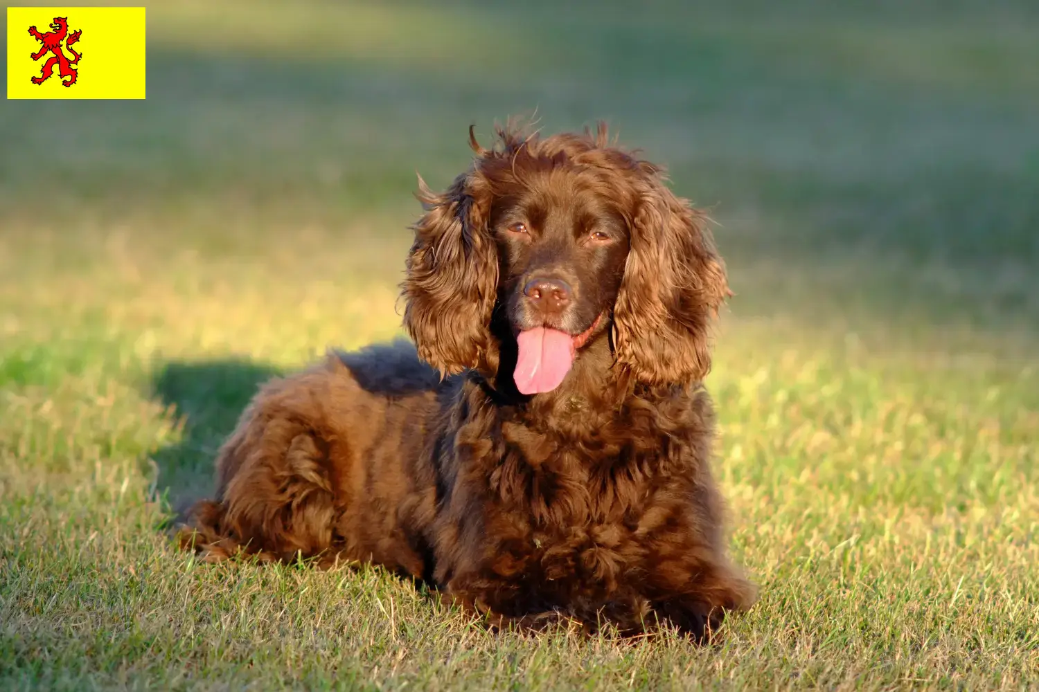 Field Spaniel pups en fokkers Zuid-Holland Vind hier Field Spaniels fokkers in Zuid-Holland.