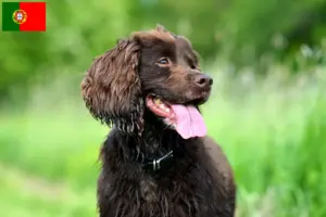 Lees meer over het artikel Field Spaniel fokkers en pups in Portugal