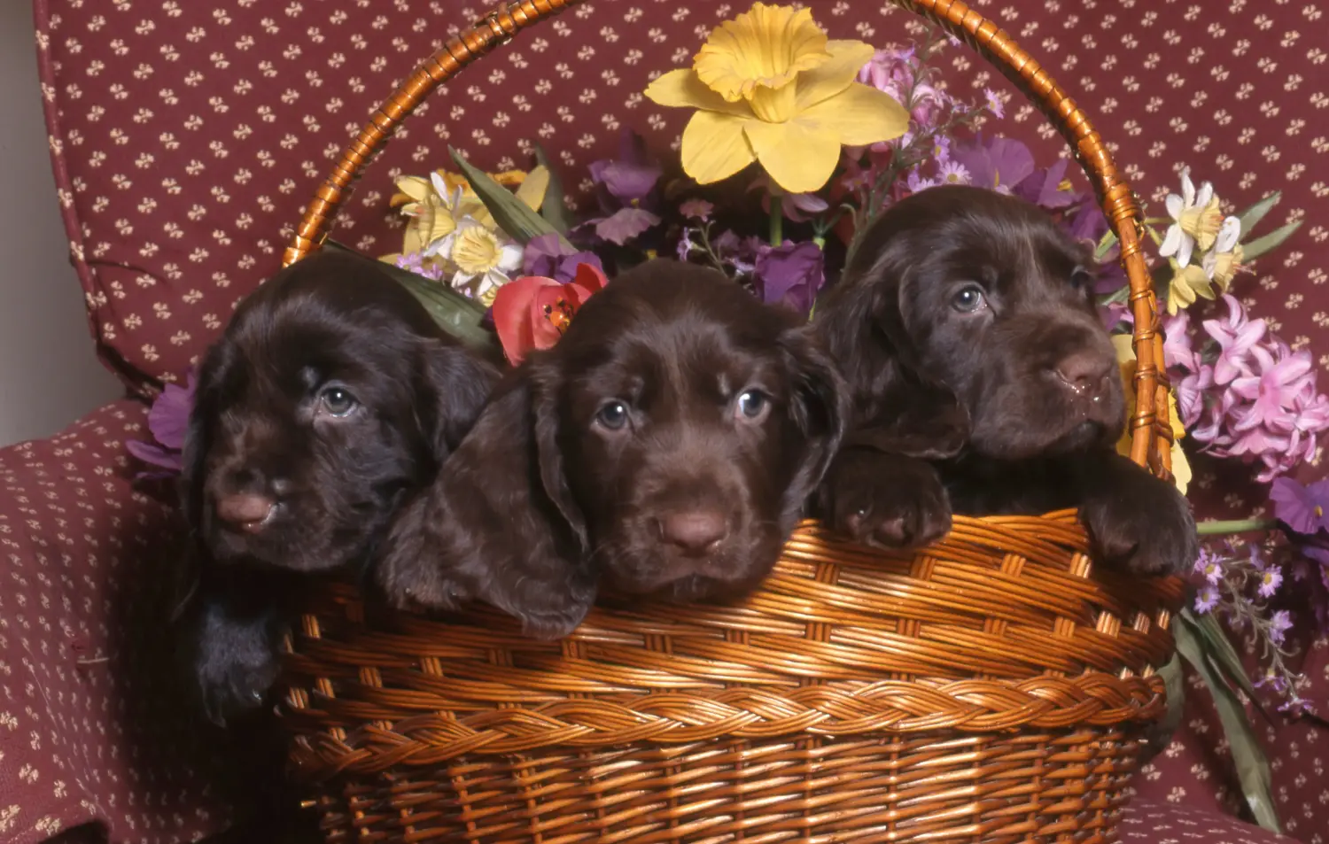 Een Field Spaniel puppy kopen betekent verantwoordelijkheid nemen! Field Spaniel puppy kopen.
