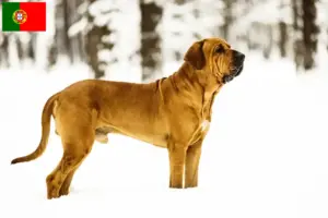 Lees meer over het artikel Fila Brasileiro fokkers en pups in Portugal