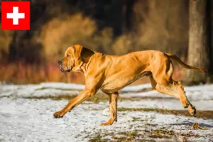 Lees meer over het artikel Fila Brasileiro fokkers en pups in Zwitserland