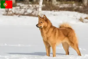 Lees meer over het artikel Finnspitz fokkers en pups in Portugal