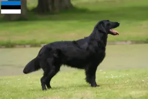 Lees meer over het artikel Flat Coated Retriever fokkers en pups in Estland
