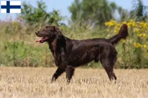 Lees meer over het artikel Flat Coated Retriever fokkers en pups in Finland