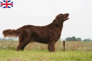 Lees meer over het artikel Flat Coated Retriever fokkers en pups in Groot-Brittannië