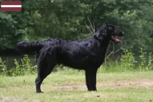 Lees meer over het artikel Flat Coated Retriever fokkers en pups in Letland