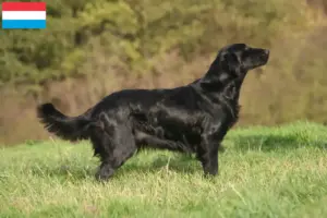 Lees meer over het artikel Flat Coated Retriever fokkers en pups in Luxemburg