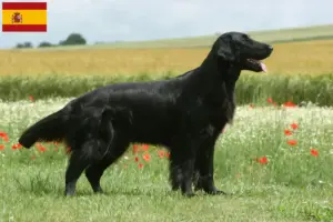 Lees meer over het artikel Flat Coated Retriever fokkers en pups in Spanje