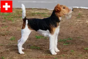 Lees meer over het artikel Fox Terrier fokkers en pups in Zwitserland