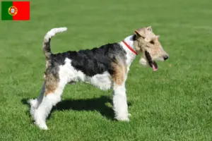 Lees meer over het artikel Fox Terrier fokkers en pups in Portugal