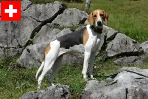 Lees meer over het artikel Franse windhond fokkers en puppies in Zwitserland