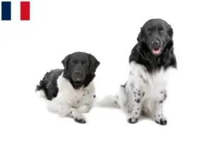 Lees meer over het artikel Friese Waterhond fokkers en pups in Frankrijk