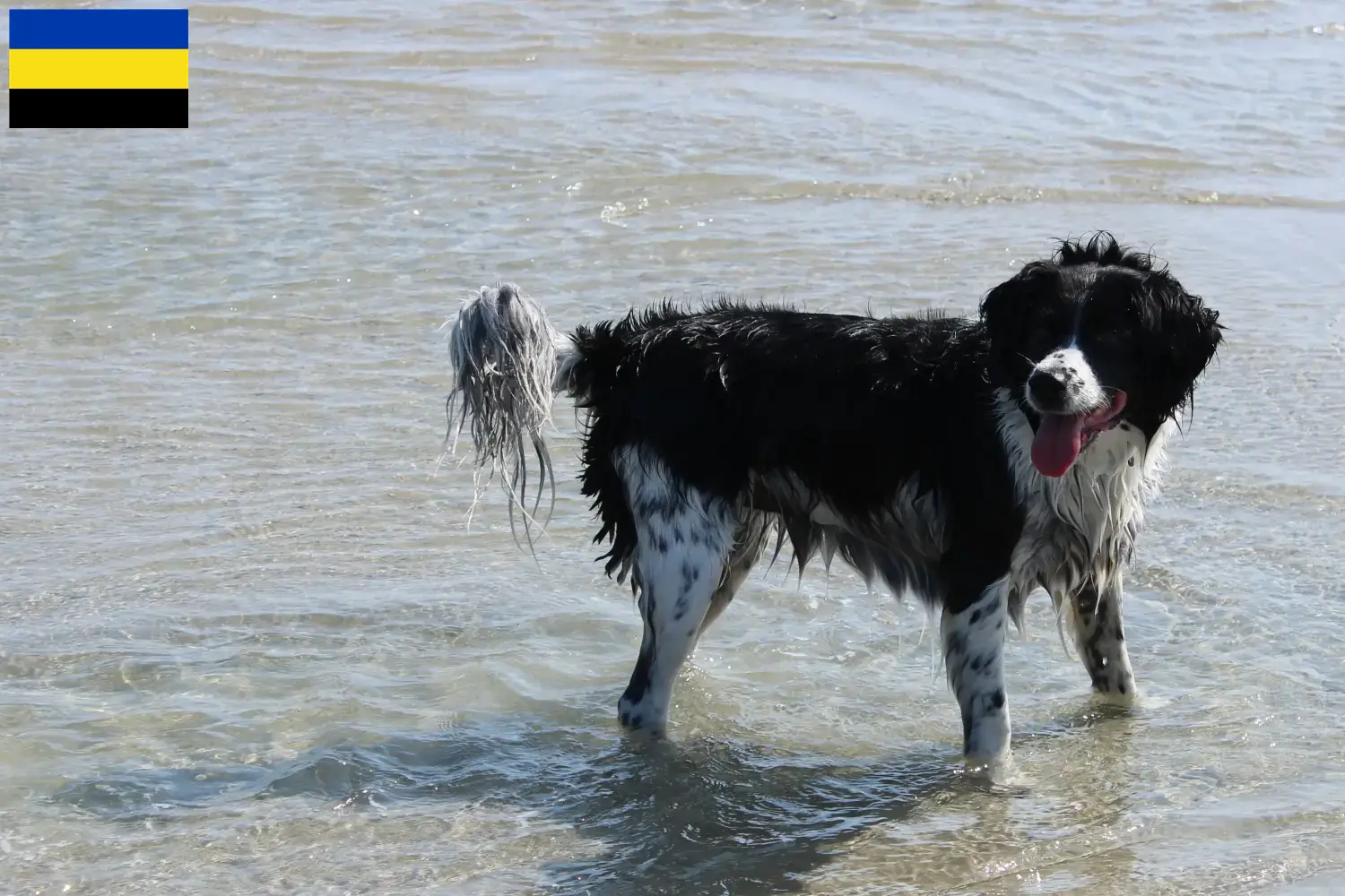 Friese Waterhond pups en fokkers Gelderland Zoek Friese Waterhond fokkers in Gelderland.
