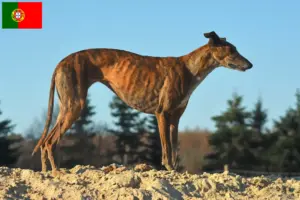 Lees meer over het artikel Galgo Espanol fokkers en pups in Portugal