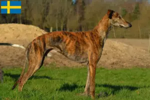Lees meer over het artikel Galgo Espanol fokkers en pups in Zweden