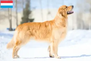 Lees meer over het artikel Golden Retriever fokkers en pups in Luxemburg