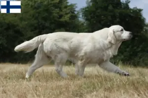 Lees meer over het artikel Golden Retriever fokkers en pups in Finland