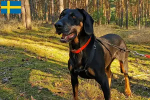 Lees meer over het artikel Gończy Polski fokkers en pups in Zweden