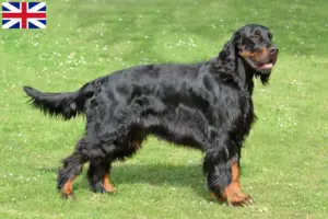 Lees meer over het artikel Gordon Setter fokkers en puppy’s in Groot-Brittannië
