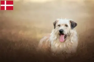 Lees meer over het artikel Gos d’Atura Catalá fokkers en pups in Denemarken