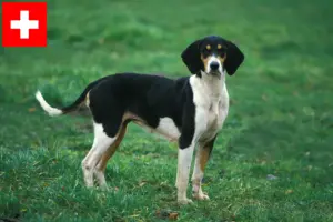 Lees meer over het artikel Grand Anglo-Français fokkers en puppies in Zwitserland