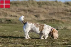 Lees meer over het artikel Grand Basset Griffon Vendéen fokkers en pups in Denemarken