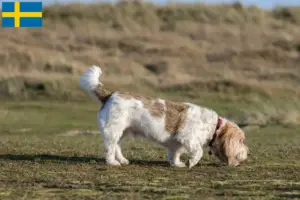 Lees meer over het artikel Grand Basset Griffon Vendéen fokkers en pups in Zweden