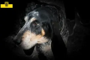 Lees meer over het artikel Grand Bleu de Gascogne fokkers en pups in Baden-Württemberg