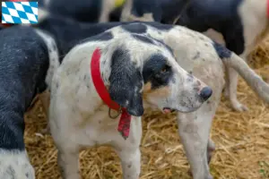 Lees meer over het artikel Grand Bleu de Gascogne fokkers en pups in Beieren