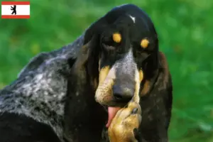 Lees meer over het artikel Grand Bleu de Gascogne fokkers en puppies in Berlijn