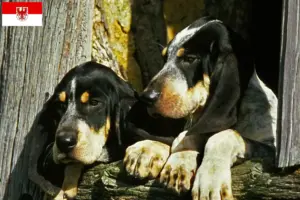 Lees meer over het artikel Grand Bleu de Gascogne fokkers en pups in Brandenburg