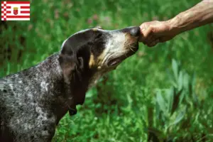 Lees meer over het artikel Grand Bleu de Gascogne fokkers en pups in Bremen