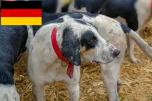 Lees meer over het artikel Grand Bleu de Gascogne fokkers en puppies in Duitsland