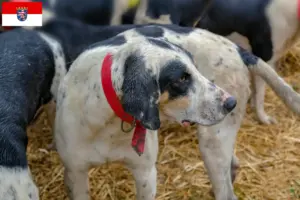 Lees meer over het artikel Grand Bleu de Gascogne fokkers en pups in Hessen