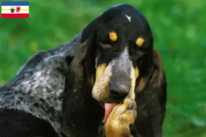 Lees meer over het artikel Grand Bleu de Gascogne fokkers en pups in Mecklenburg-Vorpommern