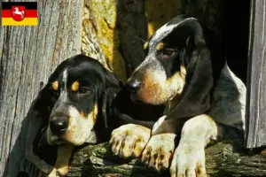 Lees meer over het artikel Grand Bleu de Gascogne fokkers en pups in Nedersaksen