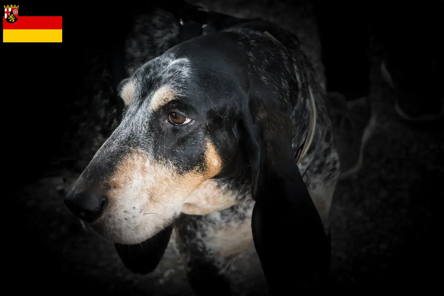 Lees meer over het artikel Grand Bleu de Gascogne fokkers en pups in Rijnland-Palts