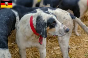 Lees meer over het artikel Grand Bleu de Gascogne fokkers en pups in Saarland