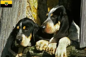 Lees meer over het artikel Grand Bleu de Gascogne fokkers en pups in Saksen-Anhalt