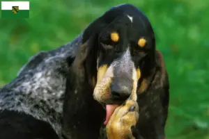 Lees meer over het artikel Grand Bleu de Gascogne fokkers en pups in Saksen