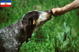 Lees meer over het artikel Grand Bleu de Gascogne fokkers en pups in Sleeswijk-Holstein