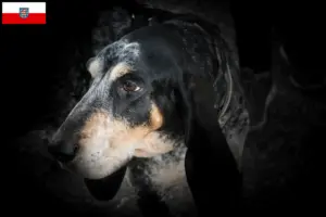 Lees meer over het artikel Grand Bleu de Gascogne fokkers en pups in Thüringen