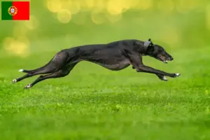Lees meer over het artikel Greyhound fokkers en puppies in Portugal