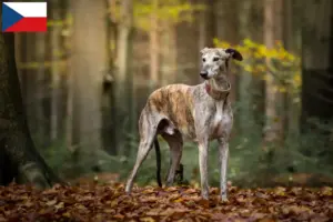 Lees meer over het artikel Greyhound fokkers en puppies in Tsjechië
