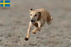 Lees meer over het artikel Greyhound fokkers en puppies in Zweden